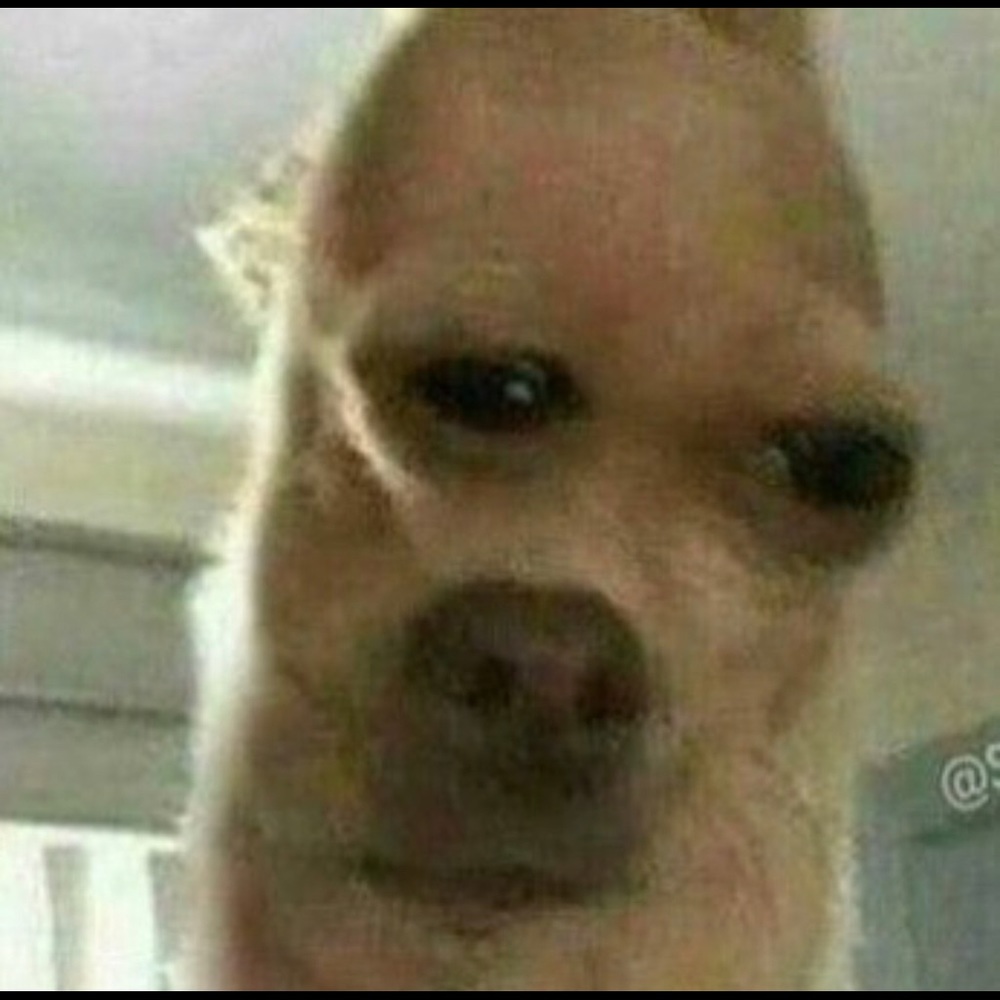 Meet your Posher, Abby